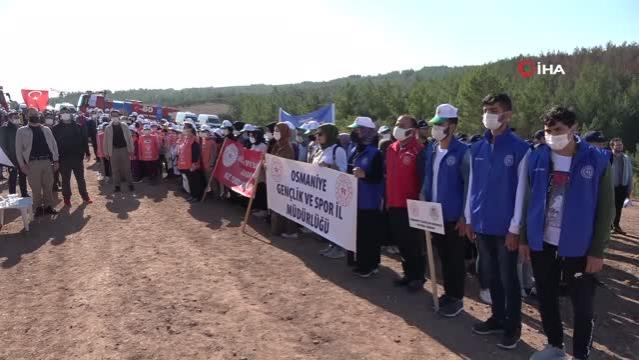 Osmaniye'de yanan ormanlık alanda fidanlar toprakla buluştu